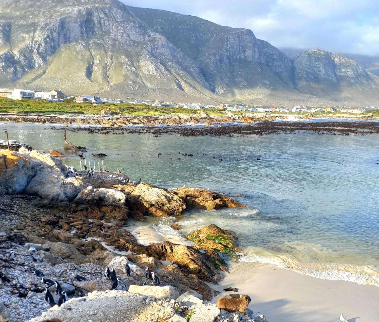 Nivenia Beach House Bettyʼs Bay Екстериор снимка